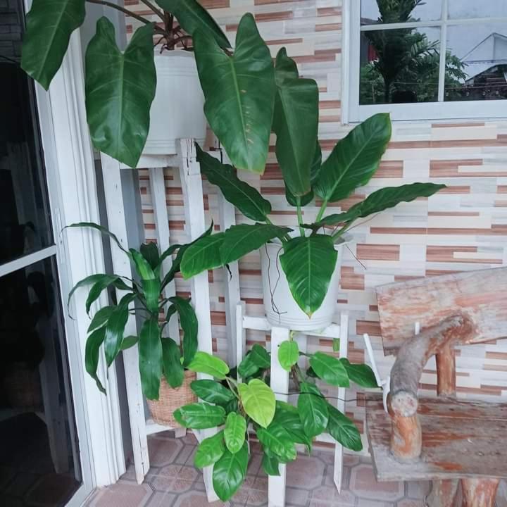 Zia Homestay Burgos  외부 사진
